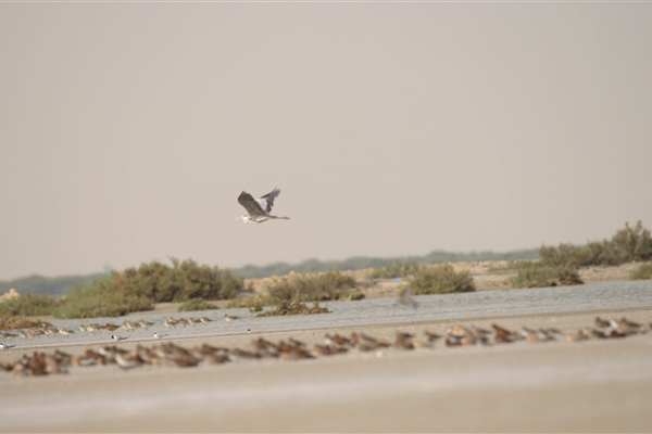 BUL SUAYEEF MARINE RESERVE