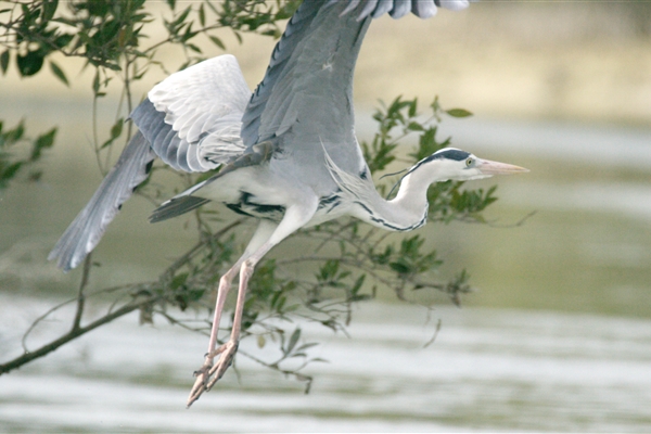 EASTERN MANGROVES/ MANGROVE NATIONAL PARK 