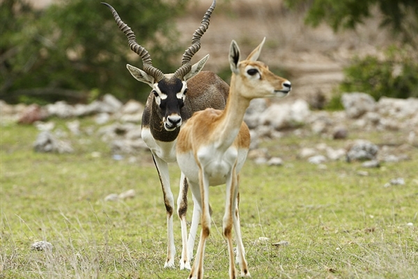 Arabian Wildlife Park