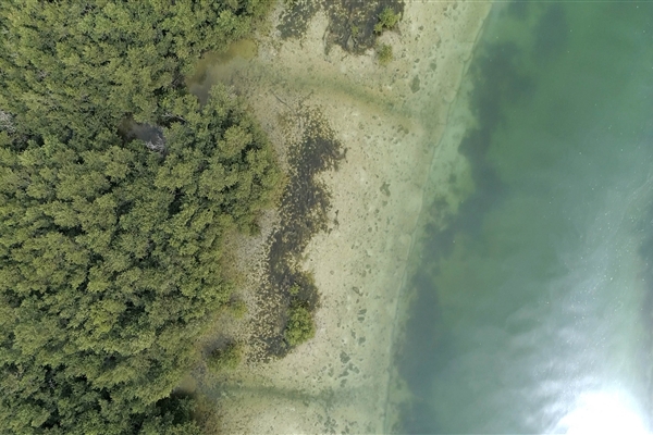 EASTERN MANGROVES/ MANGROVE NATIONAL PARK 