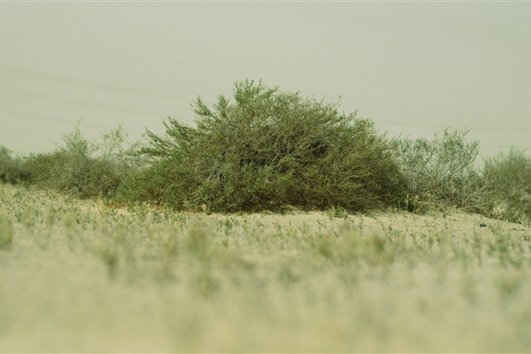 HOUBARA PROTECTED AREA  