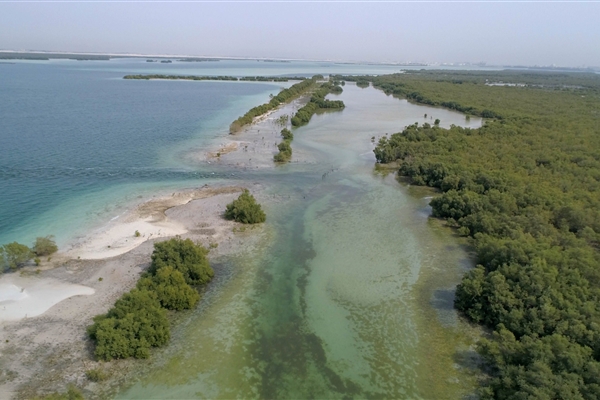 EASTERN MANGROVES/ MANGROVE NATIONAL PARK 