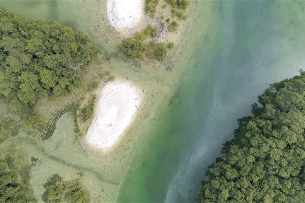 EASTERN MANGROVES/ MANGROVE NATIONAL PARK 