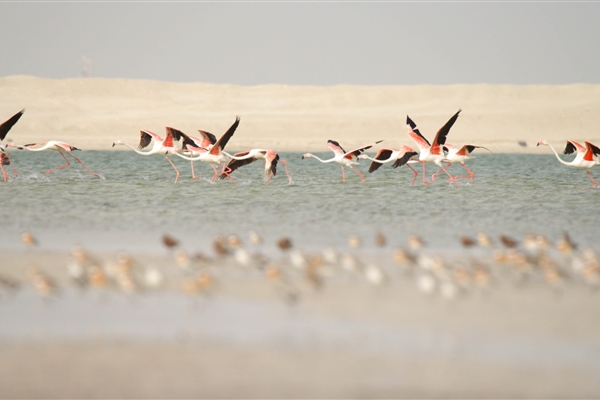 BUL SUAYEEF MARINE RESERVE