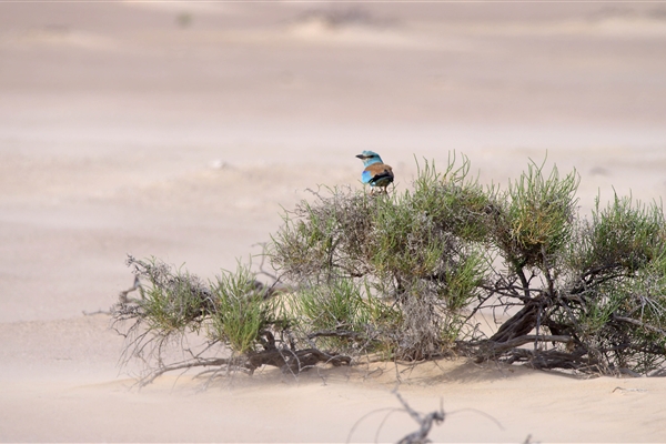 HOUBARA PROTECTED AREA  