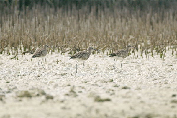 EASTERN MANGROVES/ MANGROVE NATIONAL PARK 