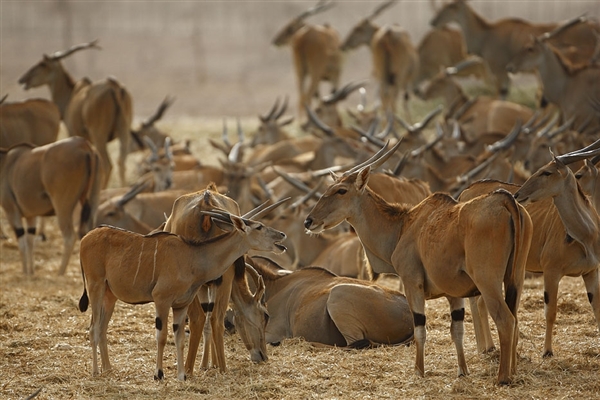 Arabian Wildlife Park