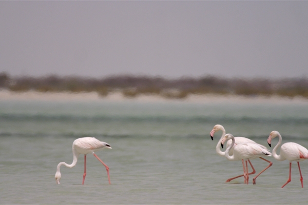 BUL SUAYEEF MARINE RESERVE