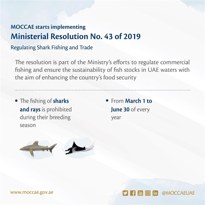 وزارة التغير المناخي والبيئة on X: Explore specifications of #shark-fishing  gear, as outlined in Ministerial Resolution No. (43) of 2019 regulating  shark fishing & trade. View the resolution & more info about